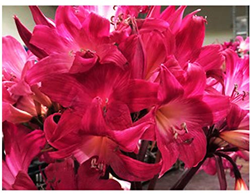 Rose Hot Pink Amaryllis Belladonna - 5 Small Bulbs - Rare Color