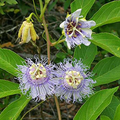 Purple Passionflower Seeds Passiflora Incarnata Fast Growing Evergreen Climbing Vine Fragrant Attracts Butterflies Edible Fruit Trellis Outdoor 10Pcs Flower Seeds By Yegaol Garden #TOP4