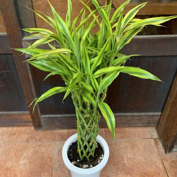 Amazon｜ミリオンバンブー 7号鉢室内に温もりをサンデリアーナ