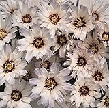 Catananche Cupids Dart Caerulea Amor White Perennial Seeds