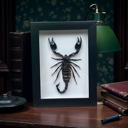 Real Forest Scorpion Specimen, Black Frame Shadow Box, Taxidermy for Insect Lovers,Insect Taxidermy Display Wall Art Hanging Decor Home Living Decor (Scorpion +Plastic Box)