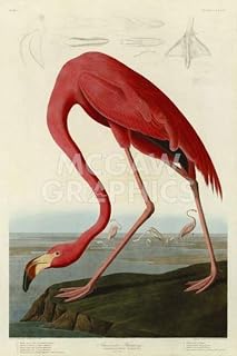 McGaw Graphics American Flamingo, John James Audubon, Unframed Giclee Paper, Wall Decor Art Print, Paper Size 25" x 18" Image Size 21" x 14" (40549-3g)