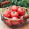 Bonnie Plants Bush Early Girl Tomato, Live Plant, 1 Gal., 2-Pack #2