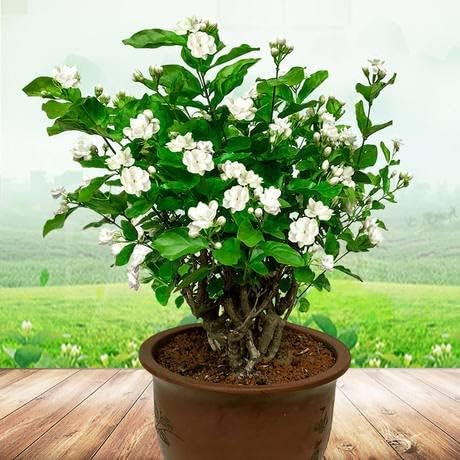 See full amazon price history chart for Delorea Flower Plant Live White Mogra/Jasminum sambac/Arabian Jasmine Aromatic Flower Plant For Home Garden with pot pack of 1 Delorea Flower Plant Live White Mogra/Jasminum sambac/Arabian Jasmine Aromatic Flower Plant For Home Garden with pot pack of 1 (B0DFCQZRBP) Amazon Price History, Amazon Price Tracker