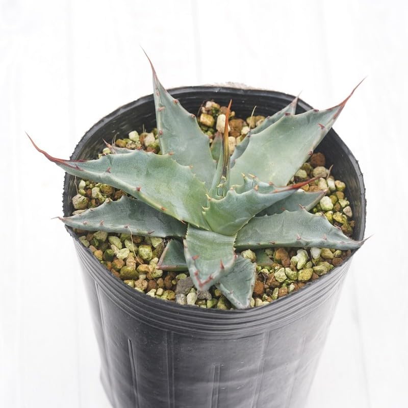 アガベ 美株 モンタナ アガベ 