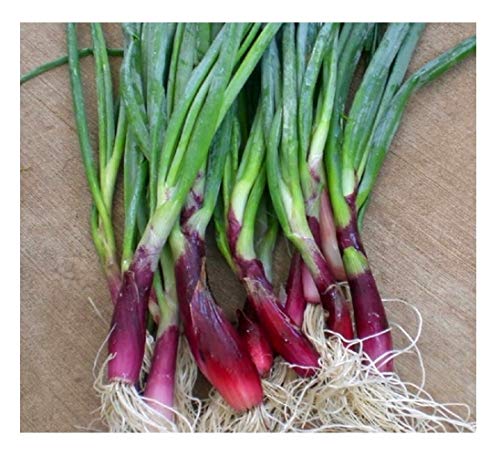 PREMIER SEEDS DIRECT - Welsh Onion RED - 750 Seeds