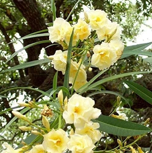 GREENLIVE TRADERS Live Karabi/Kaner Yellow Double flower Plant Without Pot - Decorative Outdoor Plant