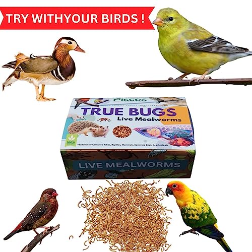 Image of True Bugs Live Larvae MEALWORMS 250 pcs | High Protien Treat Food with Natural Supplement for All Life Stages Aquarium Fish Like Arowana, Flowerhorn, Oscar, Birds, Reptile, Monkey and Other Pets