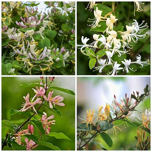 Honeysuckle Seeds for Planting, 200 Lonicera Vine Seeds, Non-GMO Heirloom Aromatic Honeysuckle Flower for Garden Home Outdoor