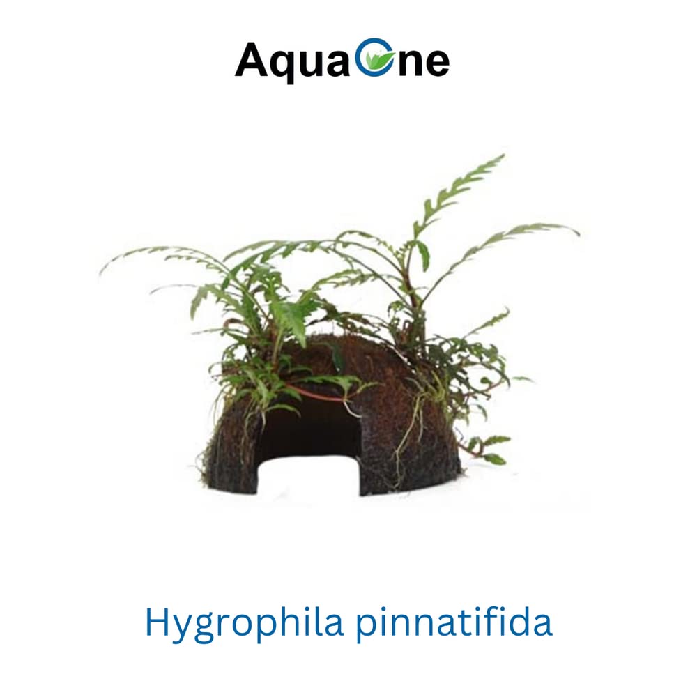 AquaOne Aquarium Pflanzen 2x Wasserpflanzen Set Mix mit 2 Aufsitzer