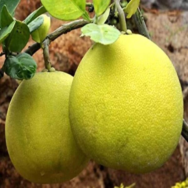 Image of GreenWorld Special Big Size All Time Seedless Yellow Batabi Lemon /Lebu Plant,(GRAFTED /GUTI KOLOM) Healthy Live Plant,''Fruit After 1 Year''