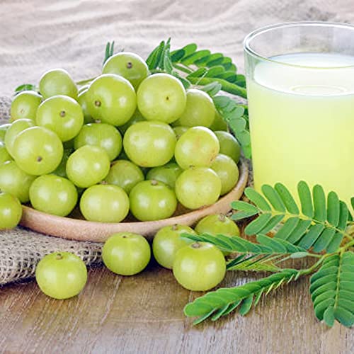 Qauzuy Garden 10 Rare European Gooseberry Seeds, Malacca Tree, West Indian Country Gooseberry Seeds - Non-Gmo Fruit Seeds - Tropical Exotic Fruit For Garden Home #TOP1