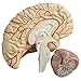 WBRSybUS Human Brain Anatomical Model, Life Size Brain Model Anatomy with 4 Detachable Parts and Digital Anatomy Positioning Marking for Teaching Models