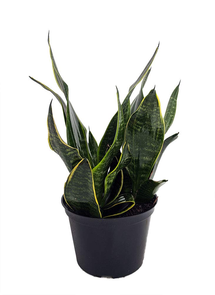 bird's nest snake plant seeds Birds Nest Snake Plant