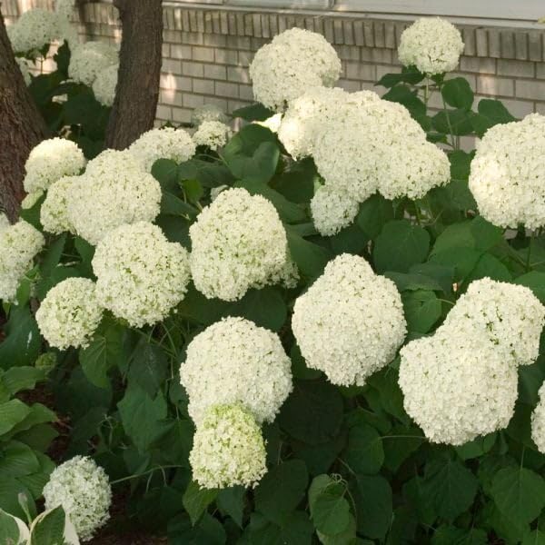 Annabelle Hydrangea 12-18 in Height in a #3 Container