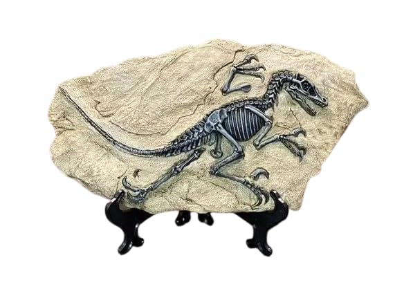 恐竜 化石 骨格 標本 アメリカ獣脚類 26mm （獣脚類と呼ばれる恐竜の 