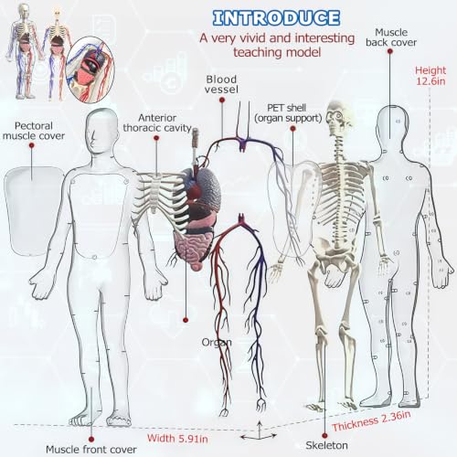 Image of 3D Human Body Model with Removable Bones,Organs,Blood Vessels,Transparent Anatomy Figure with Luminous Design, DIY Model for Study,Teaching Demonstration,Science Early Learning
