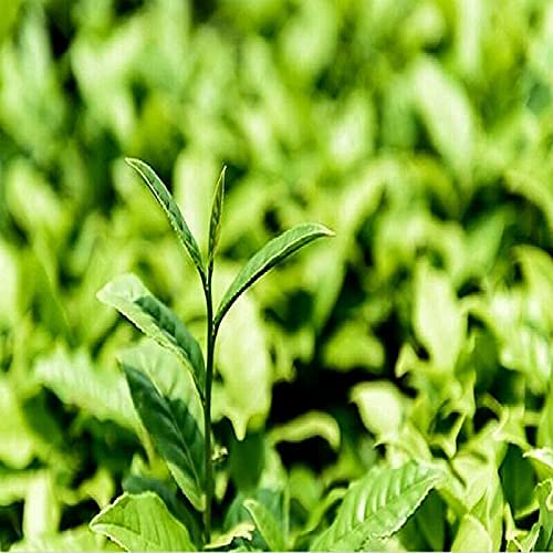 通用 1 kg de té de Leche Oolong, Taiwán Alishan Mountain Jinxuan, té Frgrance, té Adelgazante - Imagen 7