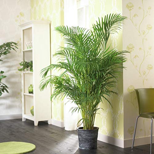 Dypsis Lutescens - Goudpalm - Kamerplant - Onderhoudsvriendelijk - ⌀24 cm - 140-150 cm - Afbeelding 7
