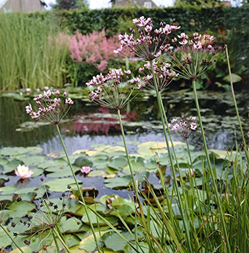 Butomus umballatus pro 6 Stück | Schwanenblume - Teichpflanze im Anzuchttopf ⌀9 cm - 10-20 cm – Bild 4