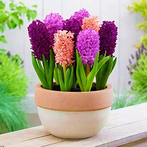 Navya germination Hyacinth Flower Bulbs Best Pack of 15 Imported Hybrid