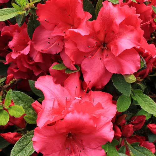 Original healthy and fresh AZALEA Flowers Red Hybrid Live plant perfect for garden/rooftop/balcony and Temple...