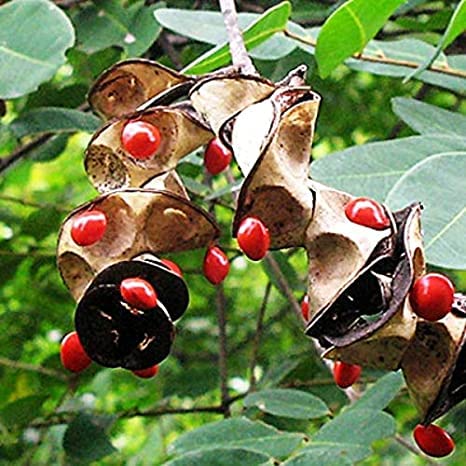 Golden Hills Farm AVG 50-100 seeds Red Sandalwood -Lal Chandan Seeds good guality seeds (B0813Y7M3Y) Amazon Price History, Amazon Price Tracker