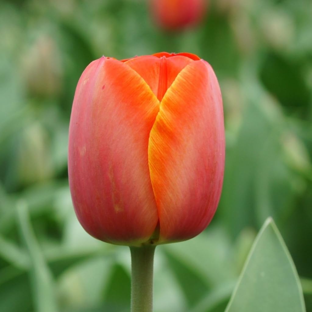 Tulipa Ad Rem - BIO 50 Tulpenzwiebeln aus Holland