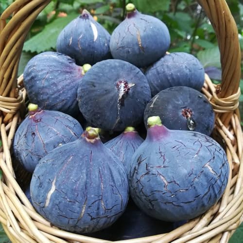 semi di fico da giardino di rocce nano balcone resistente all'inverno giardino colonnari colonnari fichi bonsái 300pcs