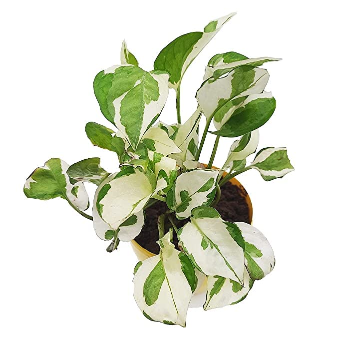 PlantaZee Marble Money Plant Decorative Plant - Indoor/Outdoor Plant (B0B3J2FFGJ) Amazon Price History, Amazon Price Tracker