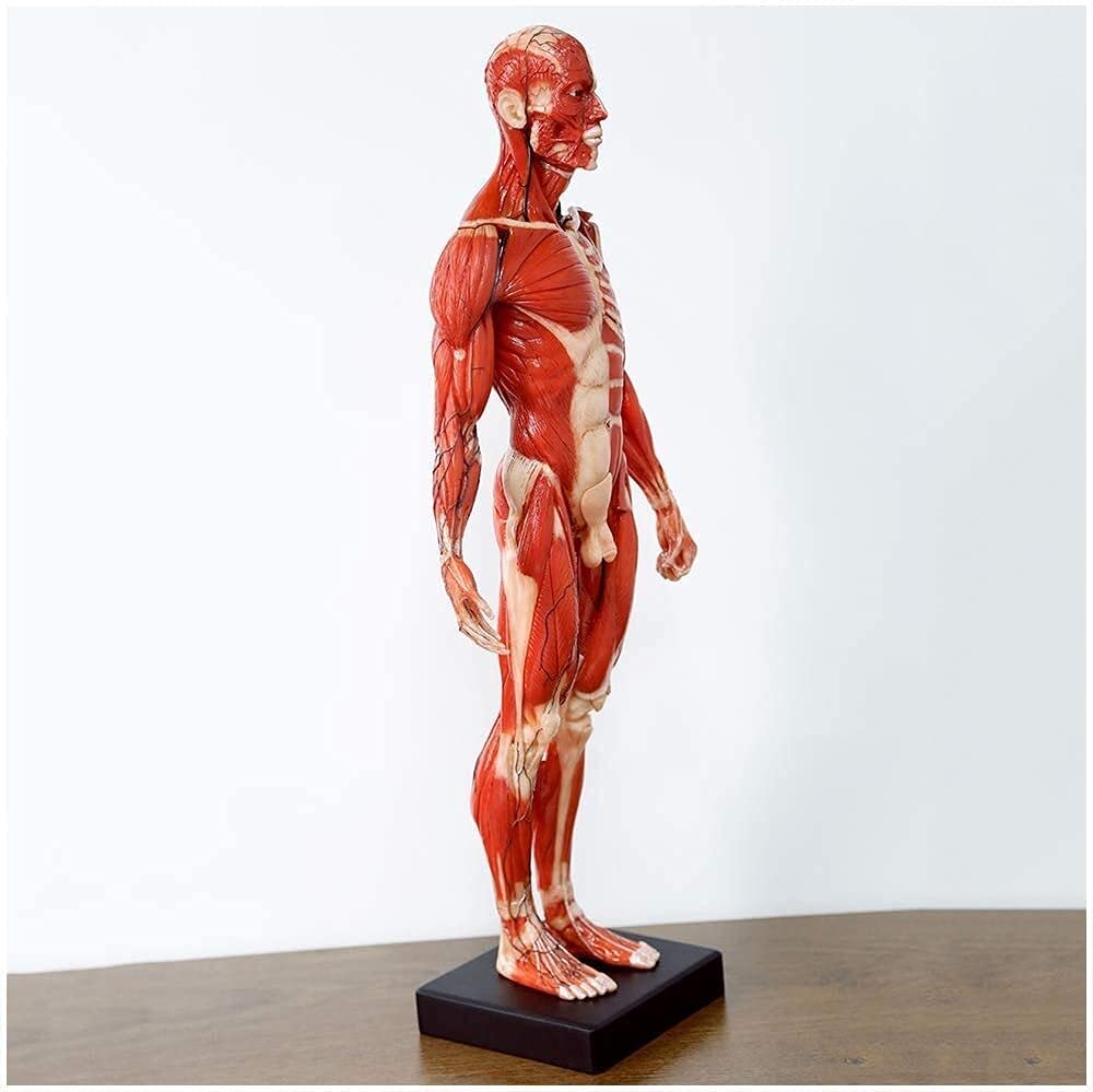 ANATOMY　MALE 　人体模型 Anatomy Tools Human Anatomical Models- Torso Anatomy Model 28CM Body Organ
