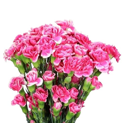 Ramo de Claveles Rosados Naturales con 50 Flores en Tonos Vibrantes Clavel Rosa Ocasiones Especiales