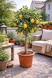 Zitronenbaum 'Zagara Bianca' – Citrus x limon, 100–140 cm – duftende weiße Blüten, essbare...