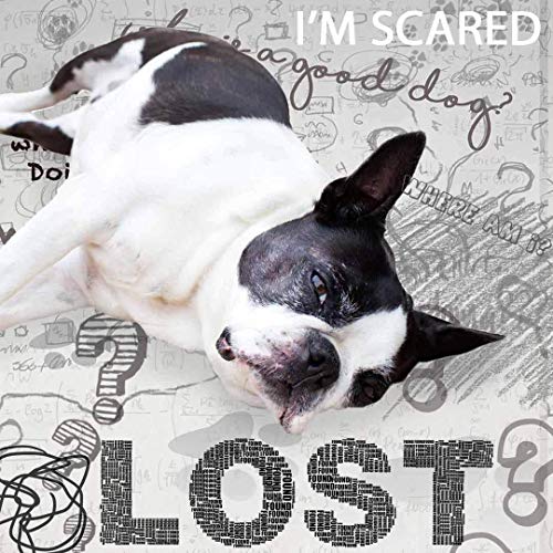 The Blissful Dog Boston Terrier Age Well Spray Aromaterapia