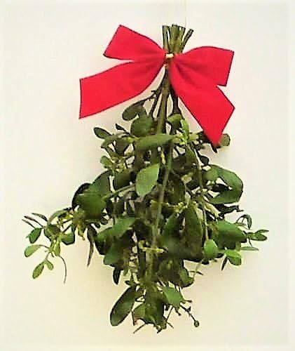 Mistletoe - fresh cut live mistletoe for the holidays - REGULAR SIZE BUNDLE
