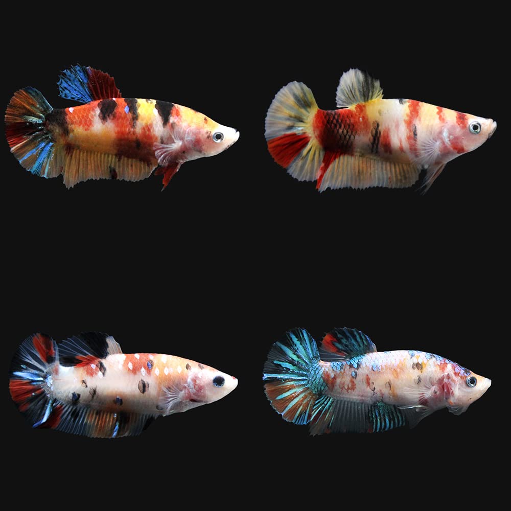 Amazon | （熱帯魚）鯉ベタ・ハーフムーンプラカット コイカラー ニモ