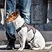 Ferplast Hundegeschirr Kleiner Hund ERGOTREKKING S Ausbruchsicheres Hundegeschirr, Greyhound, Perfekte Passform, Verstellbares Geschirr für Hunde, Reflektierend, Gepolstert, 6 Verschlüsse