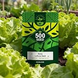 5000 Buttercrunch Lettuce Seeds for Planting, Heirloom Non-GMO Cool-Season Vegetable Seeds for...