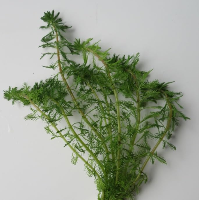 florari Myriophyllum rubricaule/Rotstängeliges Tausendblatt im Bund