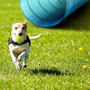 Dog Agility Equipment, Outdoor Games Exercise Training Obstacle Course Hurdles for Jumping Practice, Agility Starter Kit with Carrying Case Dog Agility Equipment Outdoor Games Exercise Training Obstacle Course Hurdles for Jumping Practice Agility Starter Kit with Carrying Case