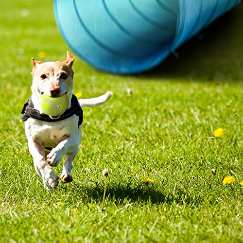 Dog-Agility-Equipment-Outdoor-Games-Exercise-Training-Obstacle-Course-Hurdles-for-Jumping-Practice-Agility-Starter-Kit-with-Carrying-Case Dog Agility Equipment Outdoor Games Exercise Training Obstacle Course Hurdles for Jumping Practice Agility Starter Kit with Carrying Case