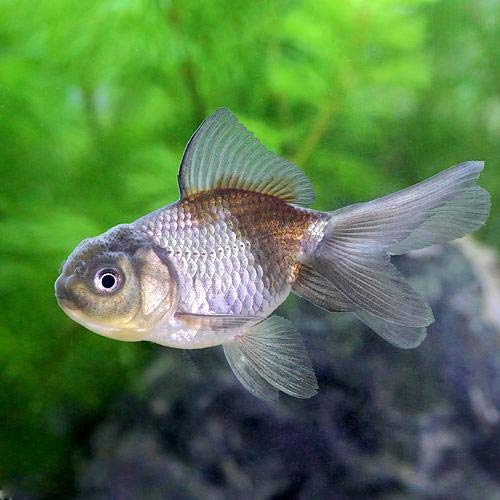 専用商品K-9510 玉乗り猫チャーム(金魚) 専用商品K-9510 玉乗り猫チャーム(金魚)