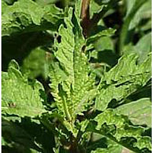 Epazote Seeds (((50 Seed Packet))) (More Heirloom Non GMO Vegetable Fruit Herb Flower Garden Seeds at Seed King Express)