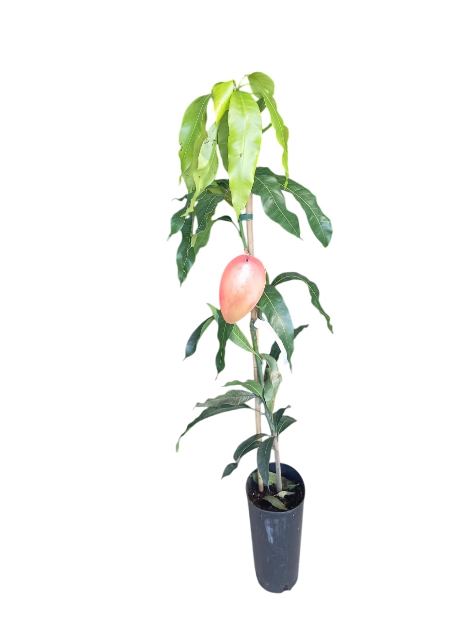 Árbol de Mango Injertado Natural de 1,5m de Altura – Frutal Natural en Maceta