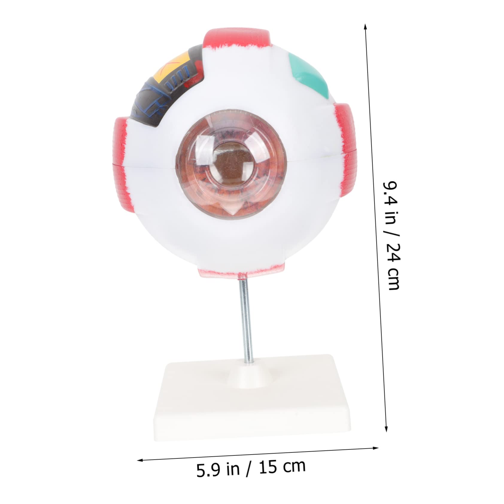 Cabilock Modelo de Anatomía Ocular Agrandado Modelo de Globo Ocular Humano Material Didáctico para Estudio y Demostración Laboratorio