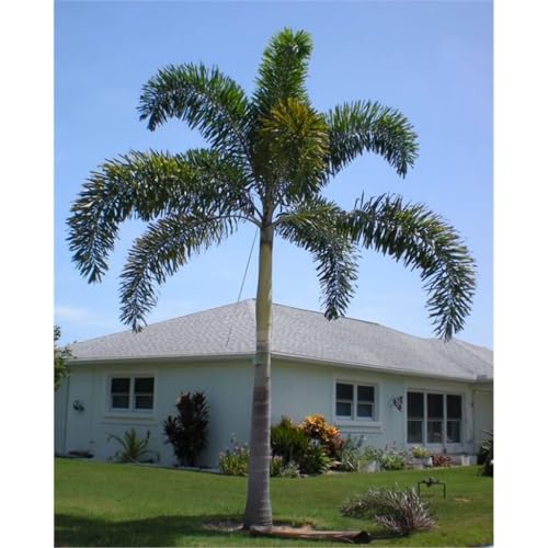 EARTHSCAPE Foxtail Palm (Wodyetia bifurcata) Live Plant - Image 2
