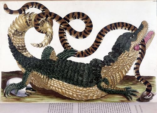 Tableau combat crocodile Maria Si pour decoration chambre moderne 60x90cm