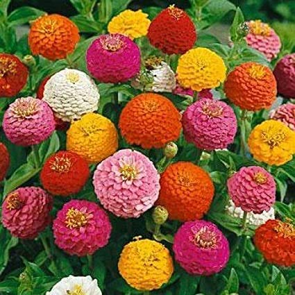 HUDGLE rare roses maroon white,yellow,black white,pink white mix(each 10 seeds)40 Seed (40 per packet) Hudgle Flower Seeds