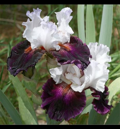 YGHESFDE Bulbos de flores exterior todo año - Bulbos iris de barba - Bulbos de flores exterior iris - Florecer en el jardín de verano-4bulbos-D