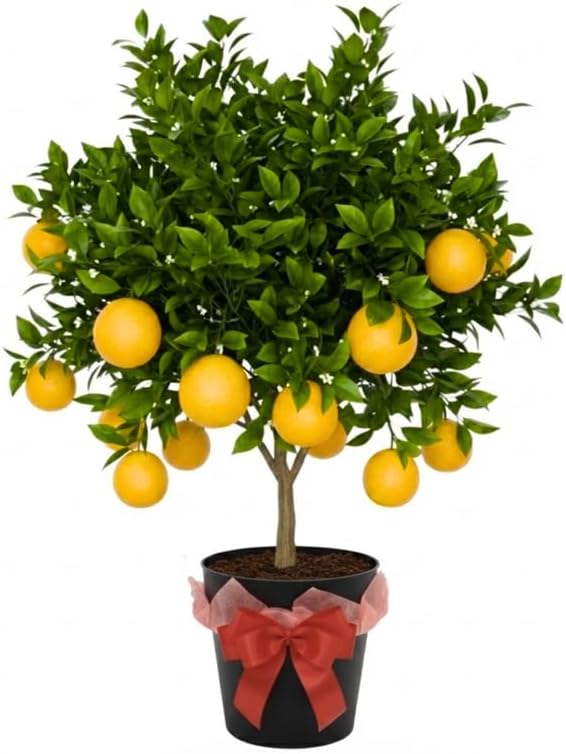 3 Years Old Meyer Lemon Tree Live Plant, Cold Hardy Citrus in 3 Gallon Pot, Fragrant Lemon Citrus Trees, Fruit-Bearing Within 1 Year